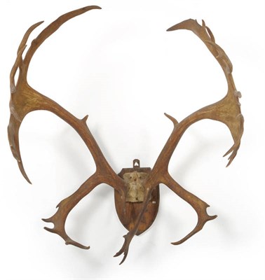 Lot 1194 - Newfoundland Caribou (Rangifer tarandus groenlandicus), J G Millas, antlers on frontlet, 27+26,...