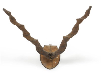 Lot 1196 - Suleiman Markhor (Capra falconeri jerdoni), circa 1890, ex Loder Collection, horns on frontlet,...