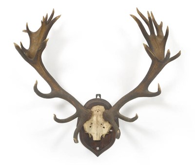 Lot 1197 - Red Deer (Cervus elaphus hippelaphus), Warnham Park, half skull with antlers, 14+12, 100.3cm...