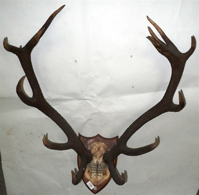 Lot 1198 - Red Deer (Cervus elaphus hippelaphus), Devon & Somerset Staghounds, Found Haswell Thicket Taken...