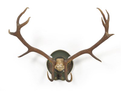 Lot 1199 - Red Deer (Cervus elaphus hippelaphus), Dolha, 27/9/1904, antlers on frontlet, 7+5, 101.5cm long tip