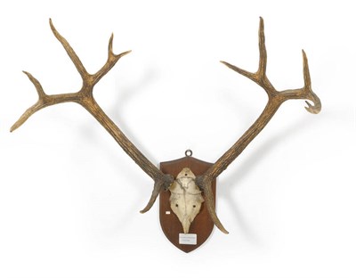 Lot 1200 - Swamp Deer (Cervus duvauceli), antlers on frontlet, 6+7, 31.5cm long, tip to tip 95.2cm