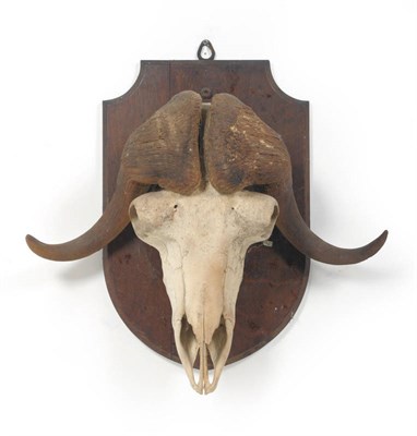 Lot 1201 - Musk-Ox (Ovibos moschatus), female, skull with horns, right horn 54.5cm, left horn 52cm, tip to tip