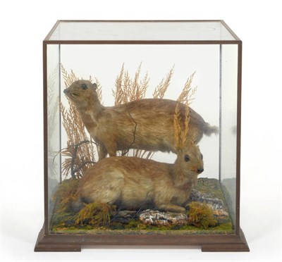 Lot 1202 - Lesers Malay Chevrotain or Kanchil (Tragulus javanicus), pair of full mounts, in glass case...