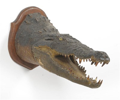 Lot 1204 - Nile Crocodile (Crocodylus niloticus), circa 1880, head mount, jaw open, on original wood...