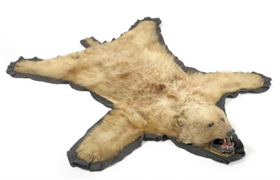 Lot 1205 - Brown Bear (Arctos horribilis), circa 1930, rug with head mount, 105cm nose tip to tail, 170cm...