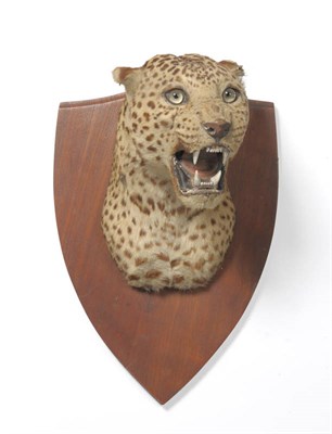 Lot 1206 - Leopard (Panthera pardus), Van Ingen, Mysore, circa 1920, head mount, turning slightly to the...