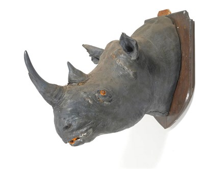 Lot 1207 - Black Rhinoceros (Diceros bicornis), Somaliland 1894, attributed to Edward Gerrard, head mount,...