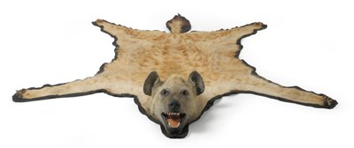 Lot 1208 - Spotted Hyaena (Crocuta crocuta), modern, rug with head mount, backed onto black felt, jaw...