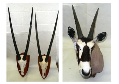 Lot 1210 - Gemsbok Oryx (Oryx beisa beisa), shoulder mount, right horn 75cm, left horn 78cm, 55cm from the...