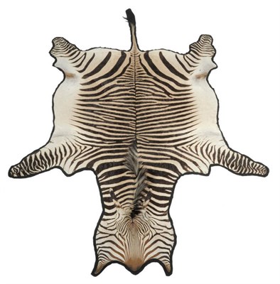 Lot 1211 - Plains Zebra (Equus quagga), modern, full skin rug, backed onto black felt, 343cm long