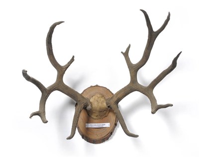 Lot 1214 - Schomburgk's Deer (Cervus schomburgki), antlers, 6+8, 57cm long Please note the antlers are on...