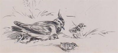 Lot 207 - Eileen Soper RMS, SWLA (1905-1990)  ''Peewit and Young''  Charcoal, pencil and bodycolour, 7.5cm by