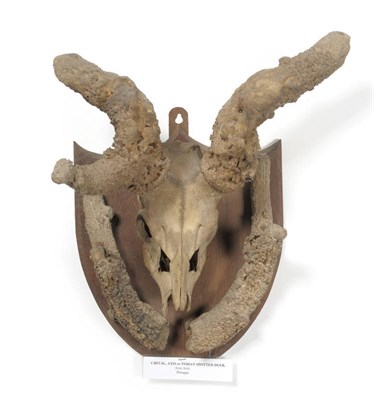 Lot 1217 - Chital (Cervis axis), peruque, skull with antlers, with broken tops applied to shield