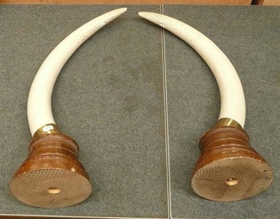 Lot 1219 - A Pair of Simulated Elephant Ivory Tusks, 20th century, on turned wood bases, 96cm high