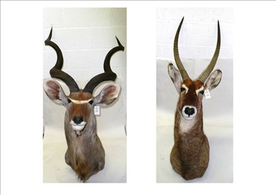 Lot 1220 - Greater Kudu (Tragelaphus strepsiceros), modern, shoulder mount; and Waterbuck (Kobus...