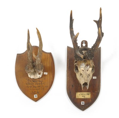 Lot 1221 - Roe Deer (Capreolus capreolus), Castle Grant 1879, F H Snowig, skull with antlers, 3+4, 23.5cm...