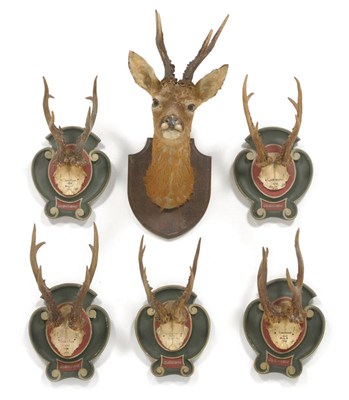 Lot 1222 - Roe Deer (Capreolus capreolus), JHL Old Close Wood, Whatcombe, antlers on frontlet, 26.5cm...