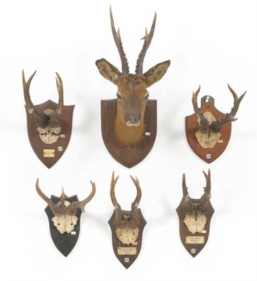 Lot 1224 - Roe Deer (Capreolus capreolus), Cawdor 1891, antlers on frontlet, 24cm long, tip to tip16.5cm;...