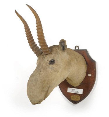 Lot 1225 - Saiga Antelope (Saiga tatarica), Volga Steppe, Loder Collection, circa 1890-1900, head mount, male