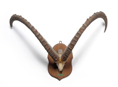 Lot 1226 - Siberian Ibex (Capra sibirica), skull with horns, 116.2cm long, tip to tip 108cm