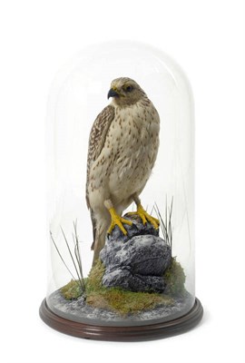 Lot 1227 - Gyrfalcon (Falco rusticolus), circa 1900, full mount, perched on frost covered faux rocks...