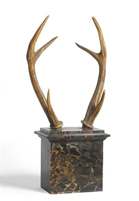 Lot 1231 - Bawean Deer (Axis kuhlii), circa 1880, pair of antlers mounted on a marble plinth, right antler...