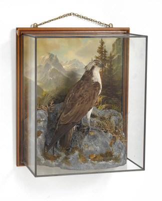 Lot 1232 - Osprey (Pandion haliaetus), circa 1910, full mount, now placed in a modern cabinet amongst faux...