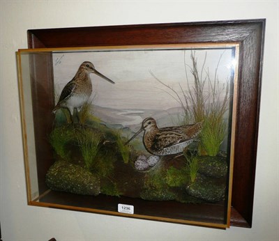 Lot 1236 - Snipe (Gallinago gallinago), pair of full mounts, signed by A J Armistead, Darlington, in oak...