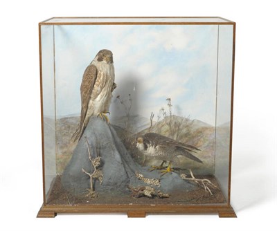 Lot 1238 - Peregrine Falcon (Falco peregrinus), attributed to John Hancock, Newcastle, circa 1860, full mount