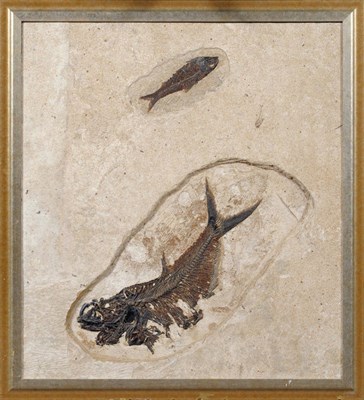 Lot 1239 - Fossil Interest: Two Fish Fossils Preserved in Limestone Matrix, one 46cm, the other 19cm, together