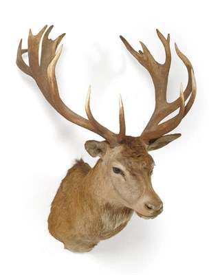 Lot 1241 - Red Deer (Cervus elaphus hippelaphus), 1984, head mount, 20 points, 74cm from the wall