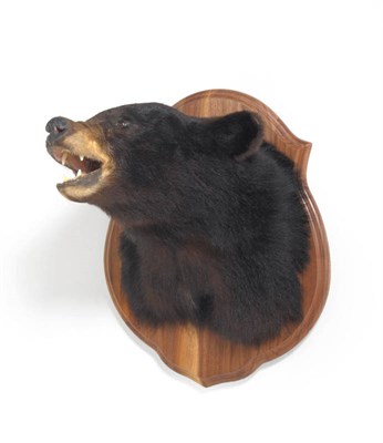 Lot 1243 - Black Bear (Ursus americanus), circa 2008, head mount, turning to the right with open snarling jaw