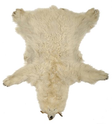 Lot 1244 - Polar Bear (Ursus arctos), circa 1970, flat skin rug, 230cm long, 192cm across fore limbs...