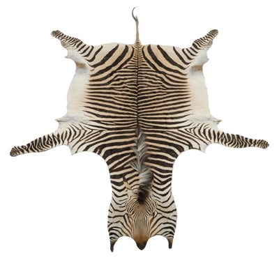 Lot 1247 - Plains Zebra (Equus quagga), modern, full skin rug, no backing material, 315cm long