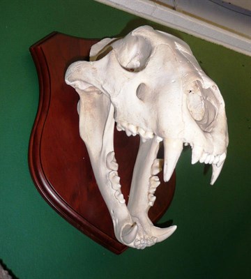 Lot 1249 - Lion (Panthera leo), circa 2000, skull, set in open position, on African polished wood shield,...