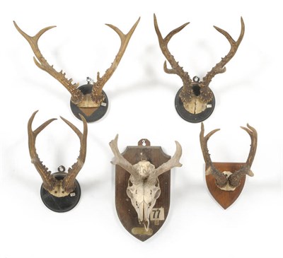 Lot 1250 - Siberian Roe Deer (Capreolus capreolus pygargus), antlers on frontlet, 35.5cm long, tip to tip...