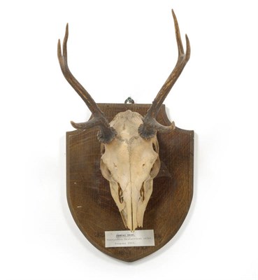 Lot 1251 - Pampas Deer (Ozotoceros bezoarticus), Uruguay, skull with antlers, 3+3, 21.5cm long, tip to tip...