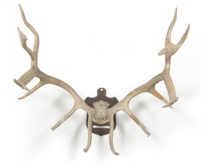 Lot 1252 - Manchurian Wapiti (Cervus elaphus xanthopygus), antlers on frontlet, 9+9, right antler 118cm,...