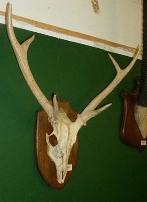 Lot 1253 - Hog Deer (Axis porcinus), skull with antlers, right antler 40cm, left antler 37.5cm long, tip...