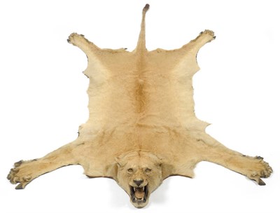 Lot 1254 - Lion (Panthera leo), by Rowland Ward, London, circa 1930, skin rug with head mount, with open...