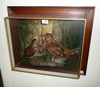 Lot 1256 - Woodcock (Scolopax rusticola), pair of full mounts, signed A J Armitstead, Darlington, in...