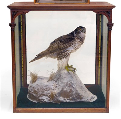 Lot 1258 - Gyr Falcon (Falco rusticolus), circa 2002, full mount, perched on a snow-dusted rocky knoll applied