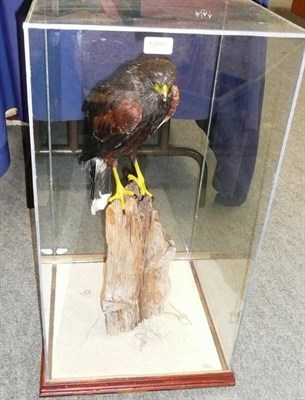 Lot 1260 - Harris Hawk (Parabuteo unicinctus), 20th century, full mount, perched on a worn upturned log...