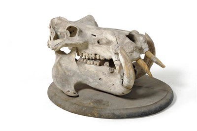 Lot 1261 - Hippopotamus (Hippopotamus amphibius), circa 1860-70, skull, on original oak oval shield, the skull