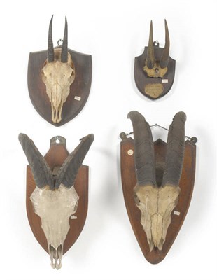 Lot 1262 - Nilgiri Tahr (Nilgiritragus hylocrius), skull with horns, 34.2cm long, tip to tip 14cm;...