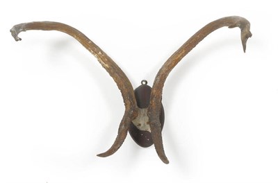 Lot 1264 - Siamese Eld's Deer (Panolia eldi siamens), circa 1890, antlers on frontler, 5+6, 73.5cm long,...