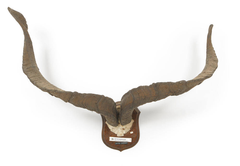Lot 1265 - Astor Markhor (Capra falconeri cashmirensis), skull with horns, right horn 99cm, left horn...