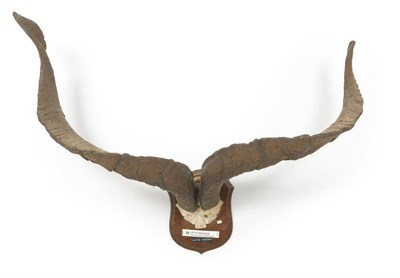 Lot 1265 - Astor Markhor (Capra falconeri cashmirensis), skull with horns, right horn 99cm, left horn...