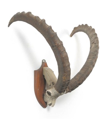 Lot 1266 - Walia Ibex (Capra ibex walie), skull with horns, right horn 106.6cm, left horn 110cm, tip to...